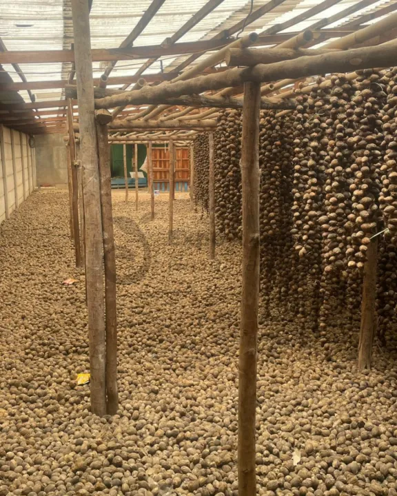 Gudang penjemuran pinang milik mitra petani